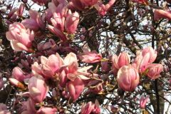 Magnolia-Trees-61