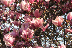 Magnolia-Trees-62