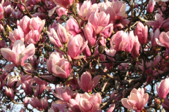 Magnolia-Trees-63