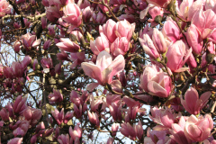 Magnolia-Trees-64