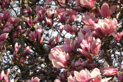 Magnolia-Trees-65