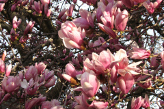 Magnolia-Trees-66