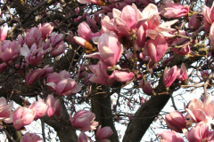 Magnolia-Trees-67