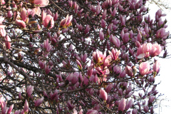Magnolia-Trees-68
