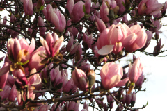 Magnolia-Trees-69