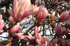 Magnolia-Trees-7