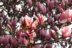 Magnolia-Trees-70