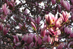 Magnolia-Trees-71