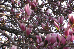 Magnolia-Trees-72