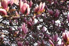 Magnolia-Trees-73