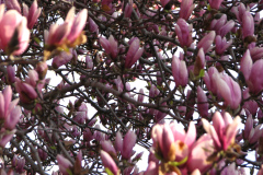 Magnolia-Trees-74