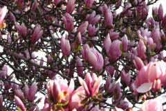 Magnolia-Trees-75