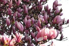 Magnolia-Trees-76