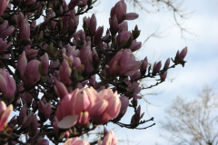 Magnolia-Trees-77