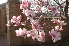 Magnolia-Trees-78