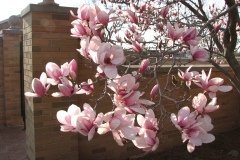 Magnolia-Trees-79