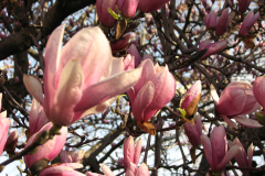 Magnolia-Trees-8