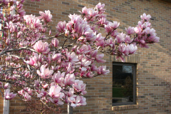Magnolia-Trees-80