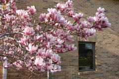 Magnolia-Trees-81