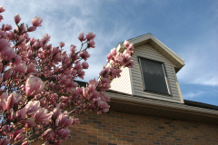 Magnolia-Trees-82