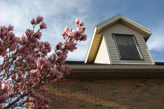 Magnolia-Trees-84