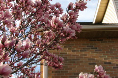 Magnolia-Trees-89