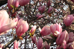 Magnolia-Trees-9