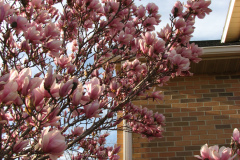 Magnolia-Trees-90