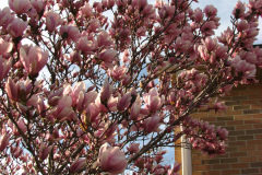 Magnolia-Trees-91