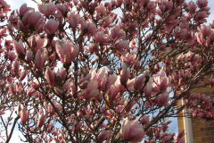 Magnolia-Trees-92