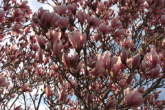 Magnolia-Trees-93