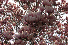 Magnolia-Trees-94