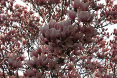 Magnolia-Trees-94