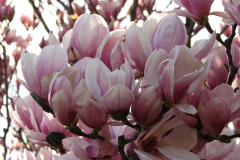Magnolia-Trees-95