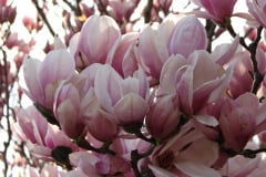 Magnolia-Trees-95