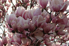Magnolia-Trees-96