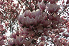 Magnolia-Trees-97