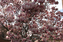 Magnolia-Trees-98