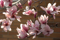 Magnolia-Trees-99