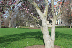 Magnolia-Trees-Minnetrista-3
