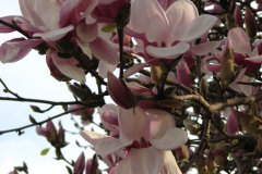 Magnolia