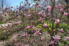 Magnolias-April-2019-17