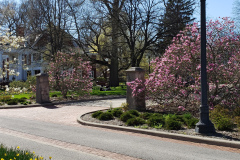 Magnolias-April-2019-2