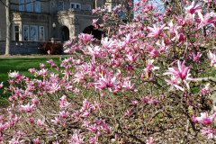 Magnolias-April-2019-3