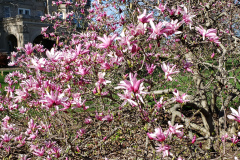 Magnolias-April-2019-4