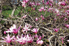 Magnolias-April-2019-8