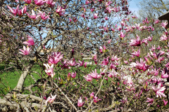 Magnolias-April-2019-9