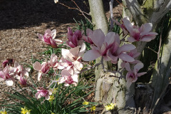 Magnolias-March-2023-10