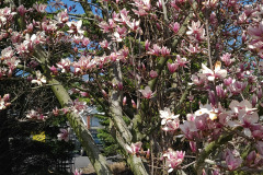 Magnolias-March-2023-12
