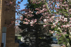 Magnolias-March-2023-16